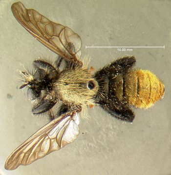 Media type: image;   Entomology 17016 Aspect: habitus dorsal view
